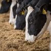 6-innovations-that-keep-dairy-cows-healthy-and-help-reduce-the-need-for-antibiotics-animal-antibiotics