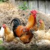 chicken-farm-generic-pixabay_650x400_61515590449